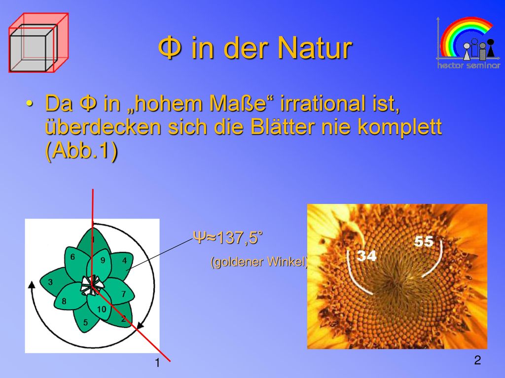 Φ in der Natur Da Φ in „hohem Maße irrational ist, überdecken sich die Blätter nie komplett (Abb.1)