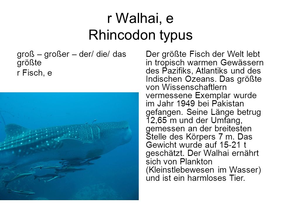 r Walhai, e Rhincodon typus
