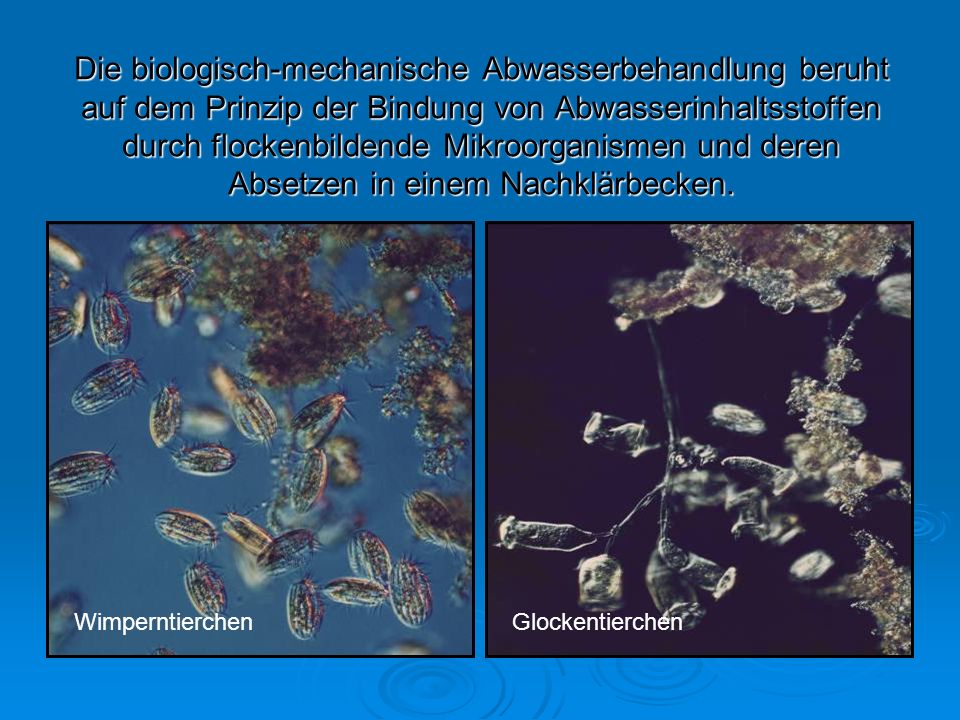 Die biologisch-mechanische Abwasserbehandlung beruht auf dem Prinzip der Bindung von Abwasserinhaltsstoffen durch flockenbildende Mikroorganismen und deren Absetzen in einem Nachklärbecken.