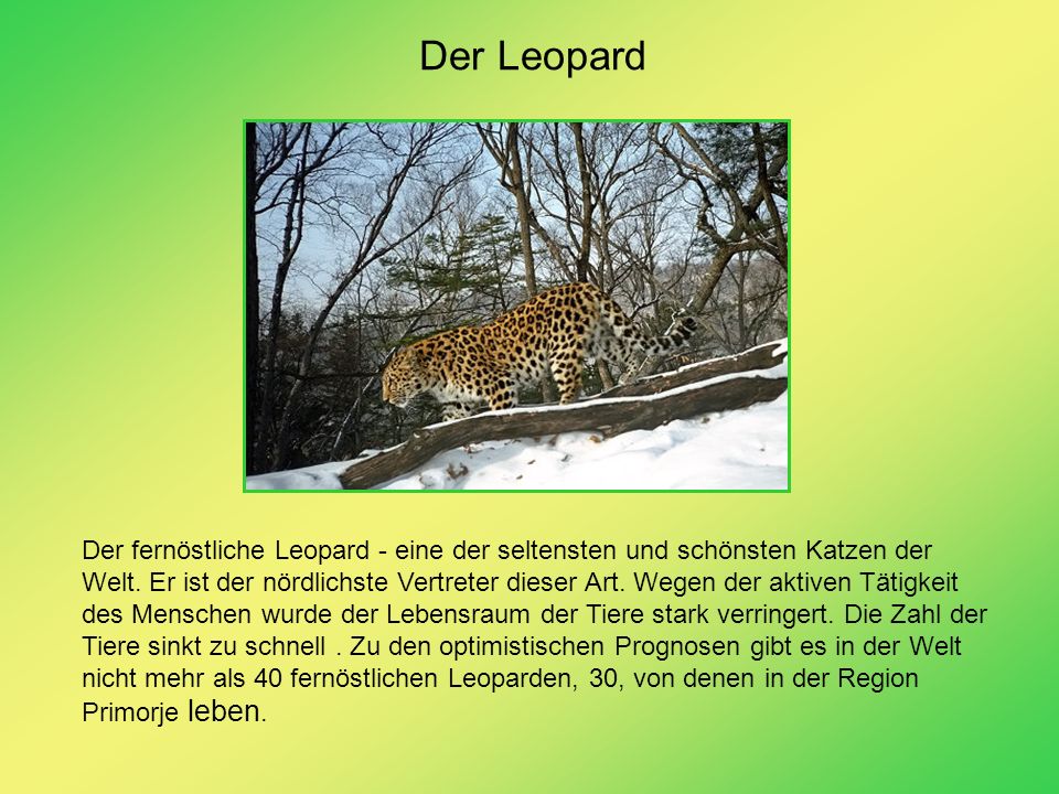 Der Leopard