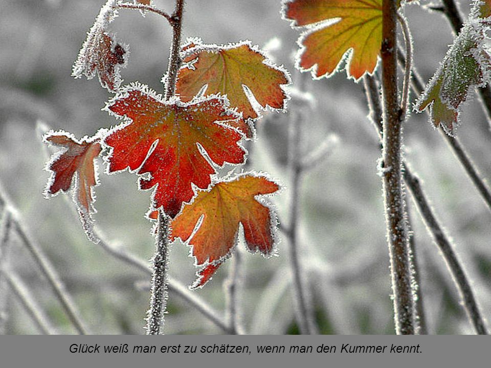 Glück weiß man erst zu schätzen, wenn man den Kummer kennt.