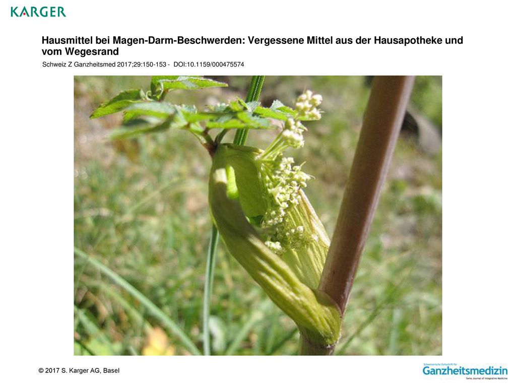 Hausmittel bei Magen-Darm-Beschwerden: Vergessene Mittel aus der Hausapotheke und vom Wegesrand