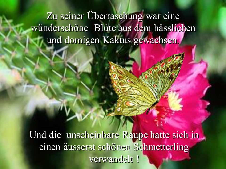 Zu seiner Überraschung war eine wünderschöne Blüte aus dem hässlichen und dornigen Kaktus gewachsen.