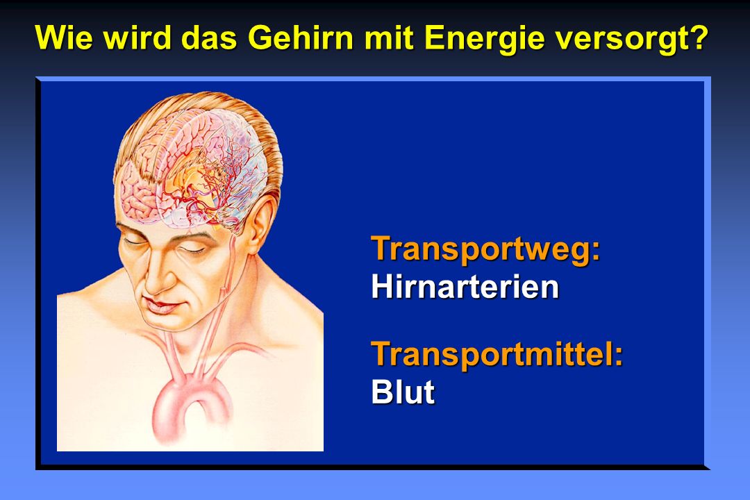 Wie wird das Gehirn mit Energie versorgt