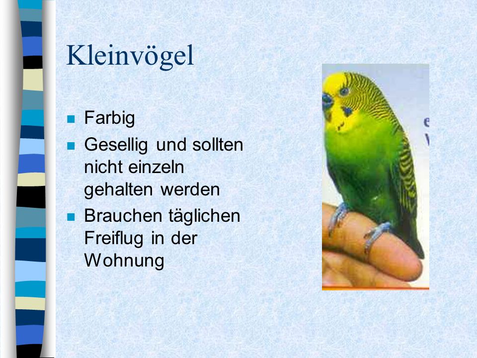 Kleinvögel Farbig Gesellig und sollten nicht einzeln gehalten werden