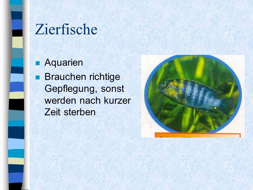 Zierfische Aquarien Brauchen richtige Gepflegung, sonst werden nach kurzer Zeit sterben