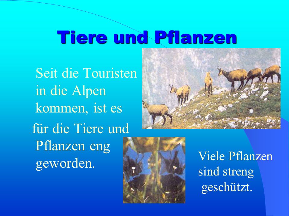 Tiere und Pflanzen Seit die Touristen in die Alpen kommen, ist es