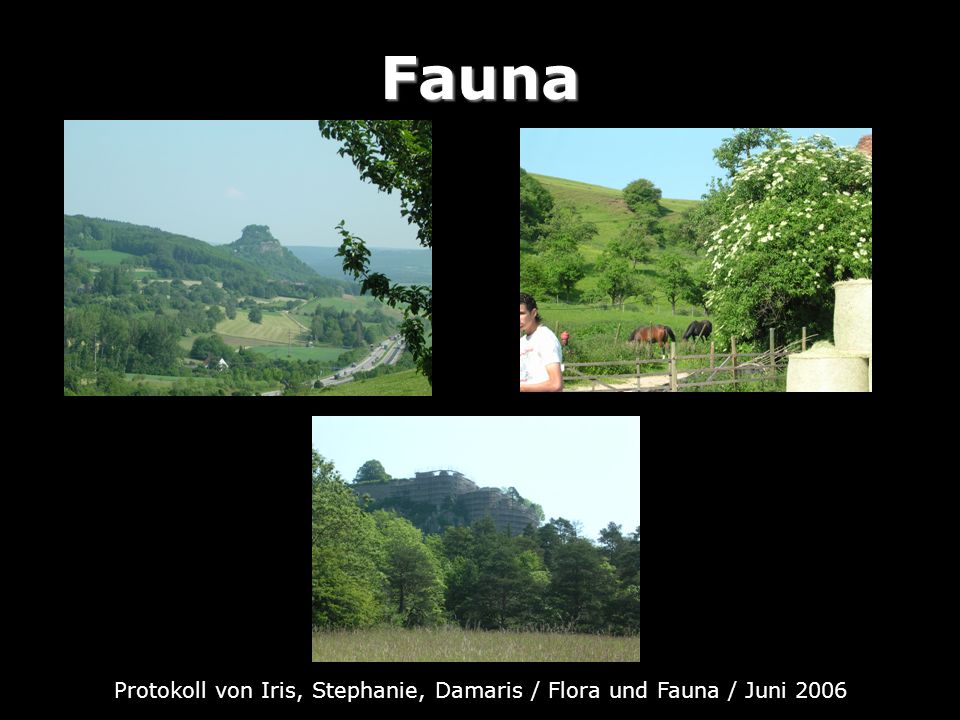 Protokoll von Iris, Stephanie, Damaris / Flora und Fauna / Juni 2006
