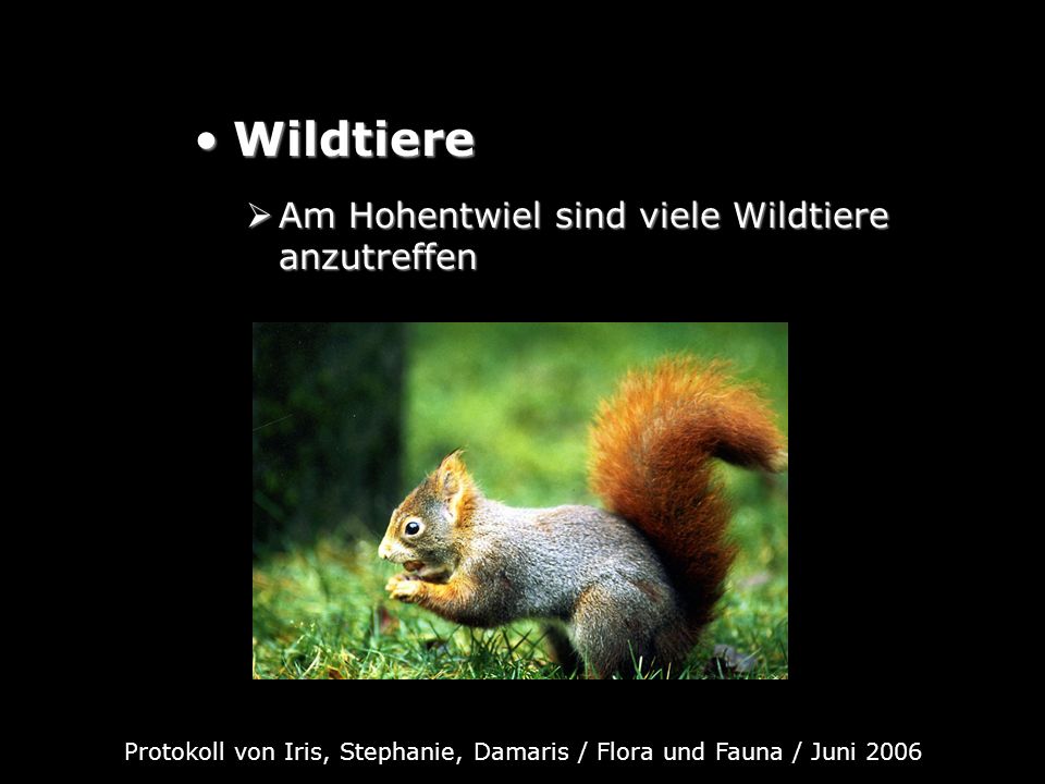 Protokoll von Iris, Stephanie, Damaris / Flora und Fauna / Juni 2006