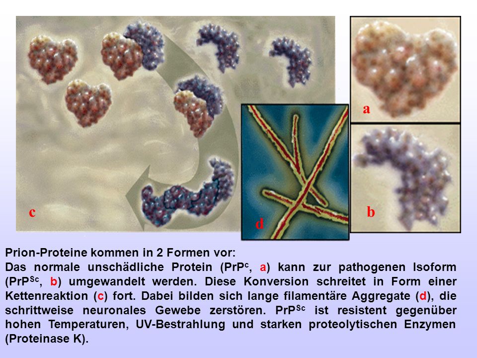 a c b d Prion-Proteine kommen in 2 Formen vor: