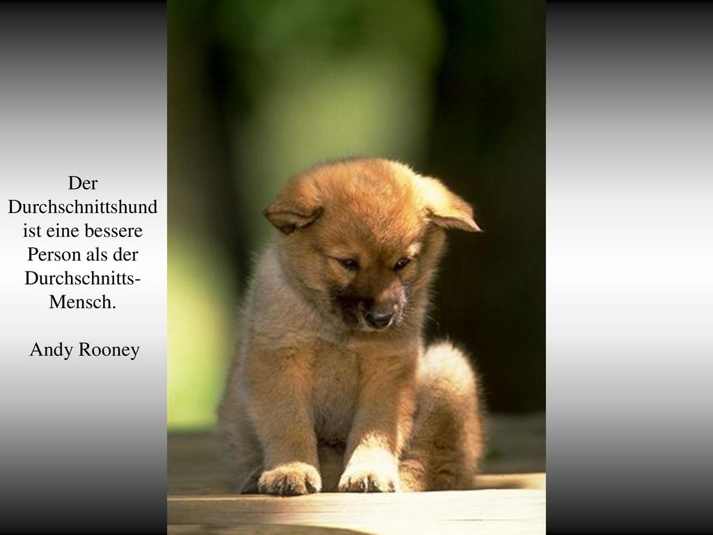 你默默的回首 Der Durchschnittshund ist eine bessere Person als der Durchschnitts-Mensch. Andy Rooney