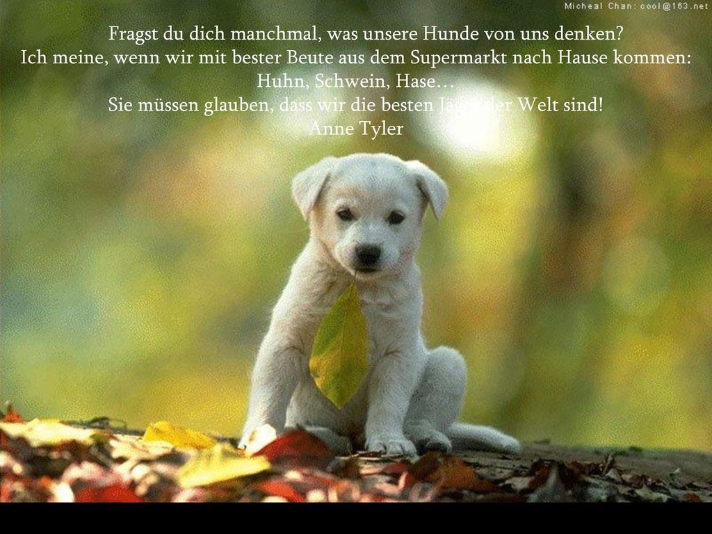 Fragst du dich manchmal, was unsere Hunde von uns denken