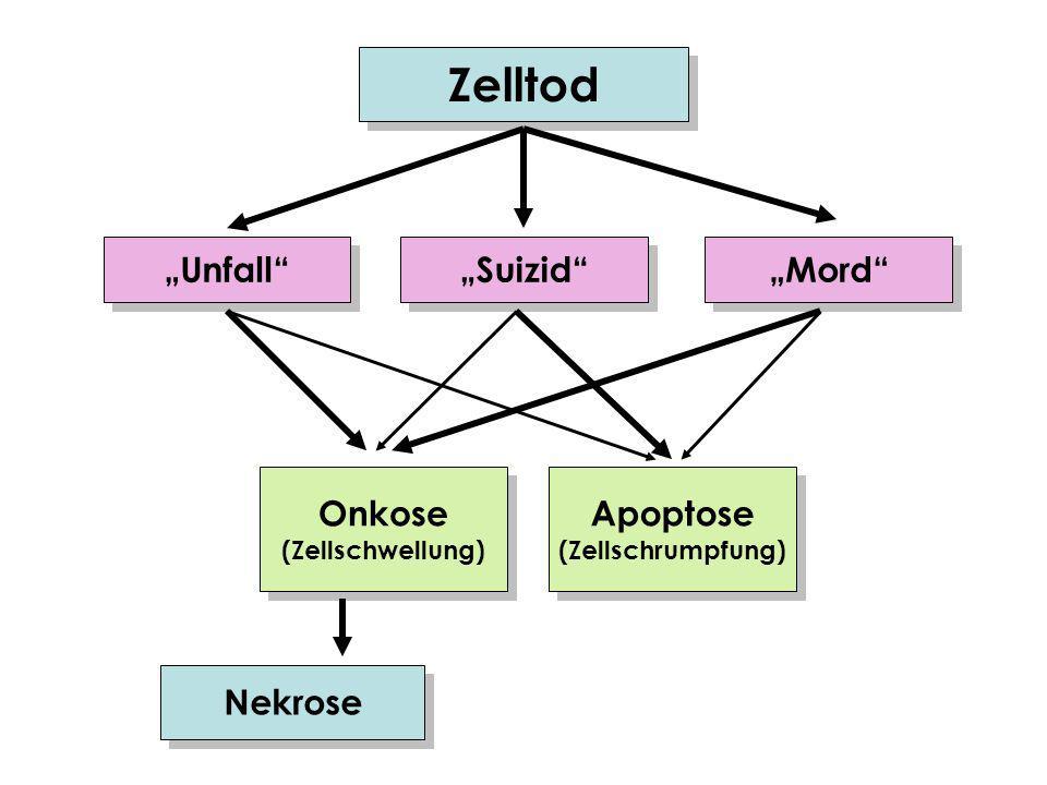 Zelltod „Unfall „Suizid „Mord Onkose Apoptose Nekrose