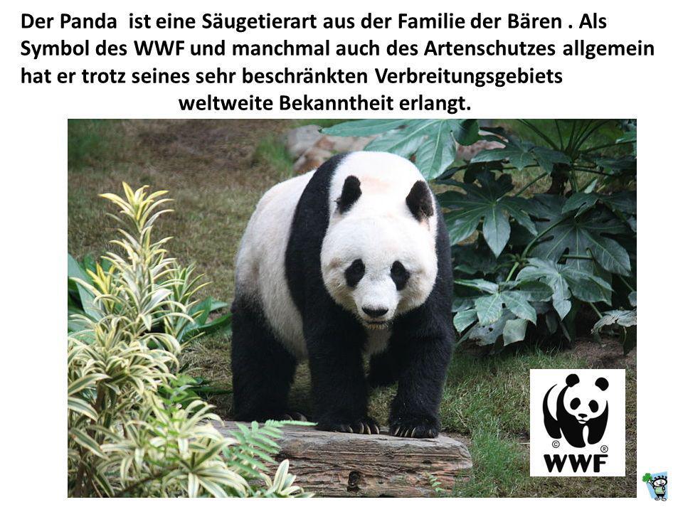 Der Panda ist eine Säugetierart aus der Familie der Bären