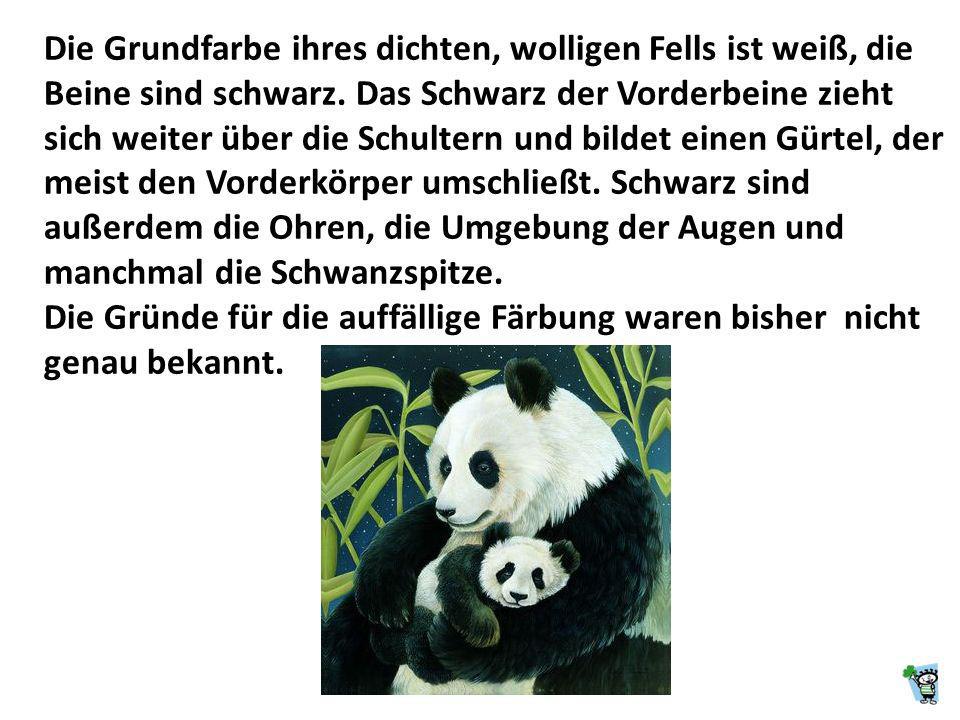 Die Grundfarbe ihres dichten, wolligen Fells ist weiß, die Beine sind schwarz. Das Schwarz der Vorderbeine zieht sich weiter über die Schultern und bildet einen Gürtel, der meist den Vorderkörper umschließt. Schwarz sind außerdem die Ohren, die Umgebung der Augen und manchmal die Schwanzspitze.