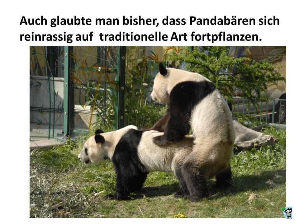 Auch glaubte man bisher, dass Pandabären sich reinrassig auf traditionelle Art fortpflanzen.