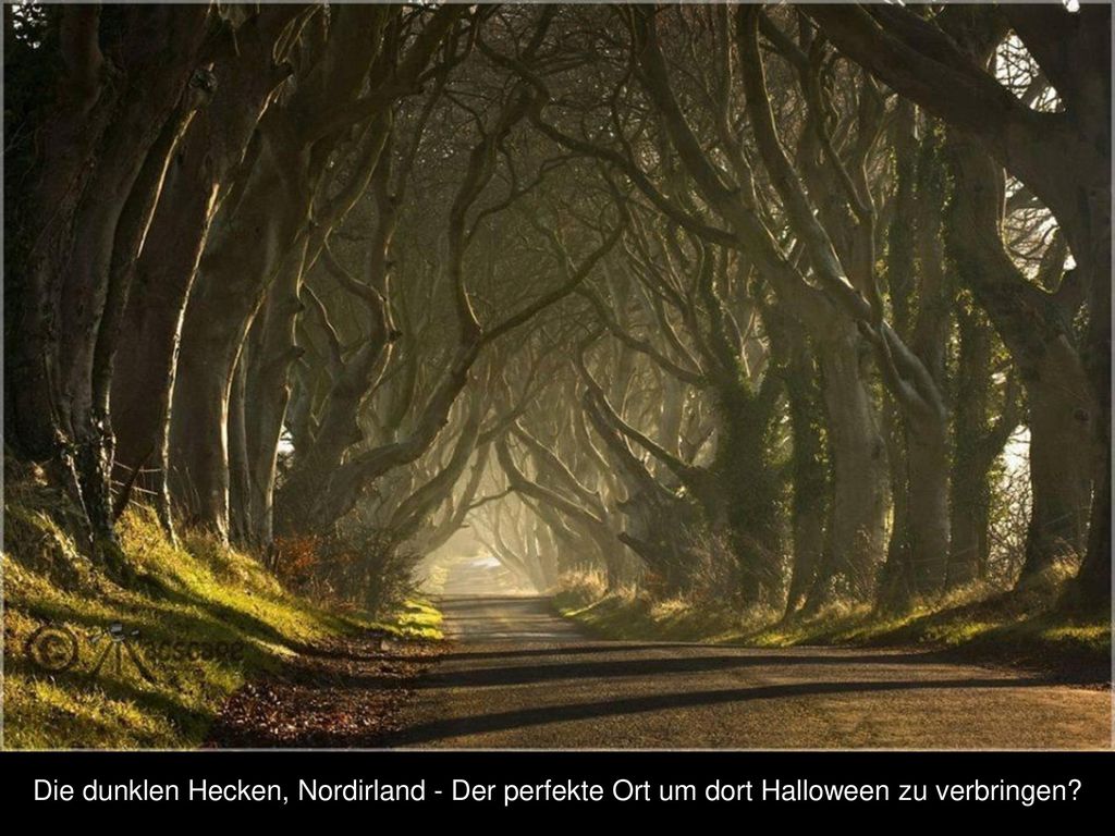 Die dunklen Hecken, Nordirland - Der perfekte Ort um dort Halloween zu verbringen