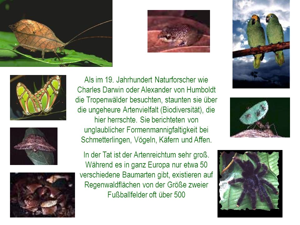 Als im 19. Jahrhundert Naturforscher wie Charles Darwin oder Alexander von Humboldt die Tropenwälder besuchten, staunten sie über die ungeheure Artenvielfalt (Biodiversität), die hier herrschte. Sie berichteten von unglaublicher Formenmannigfaltigkeit bei Schmetterlingen, Vögeln, Käfern und Affen.