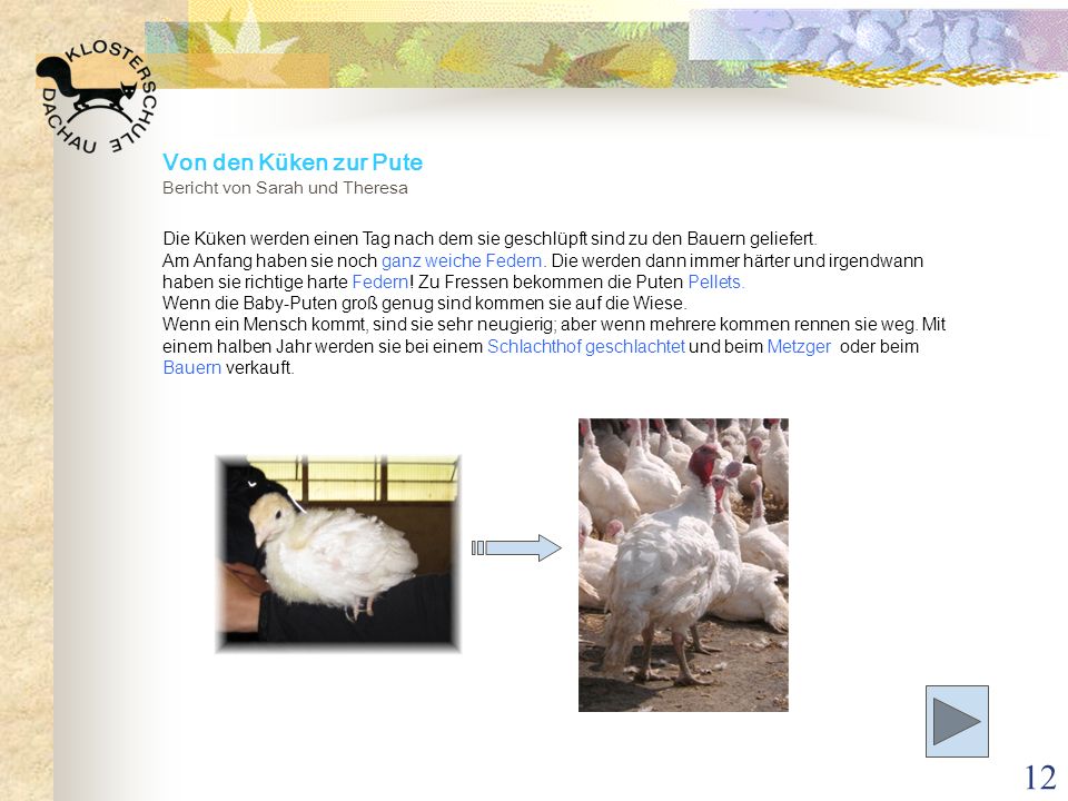 Von den Küken zur Pute Bericht von Sarah und Theresa