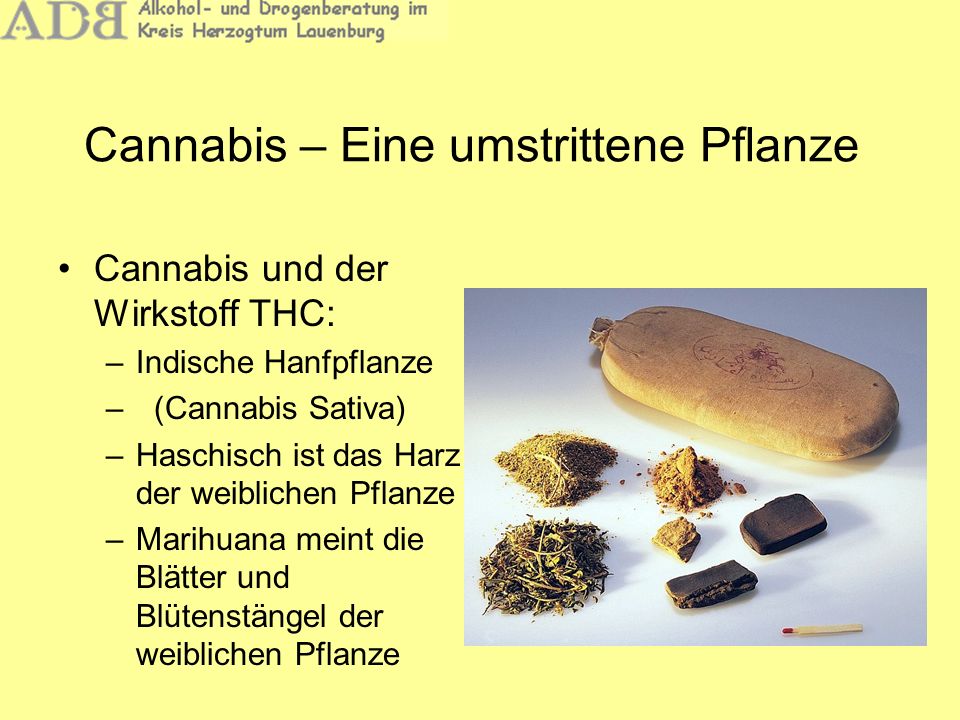 Cannabis – Eine umstrittene Pflanze
