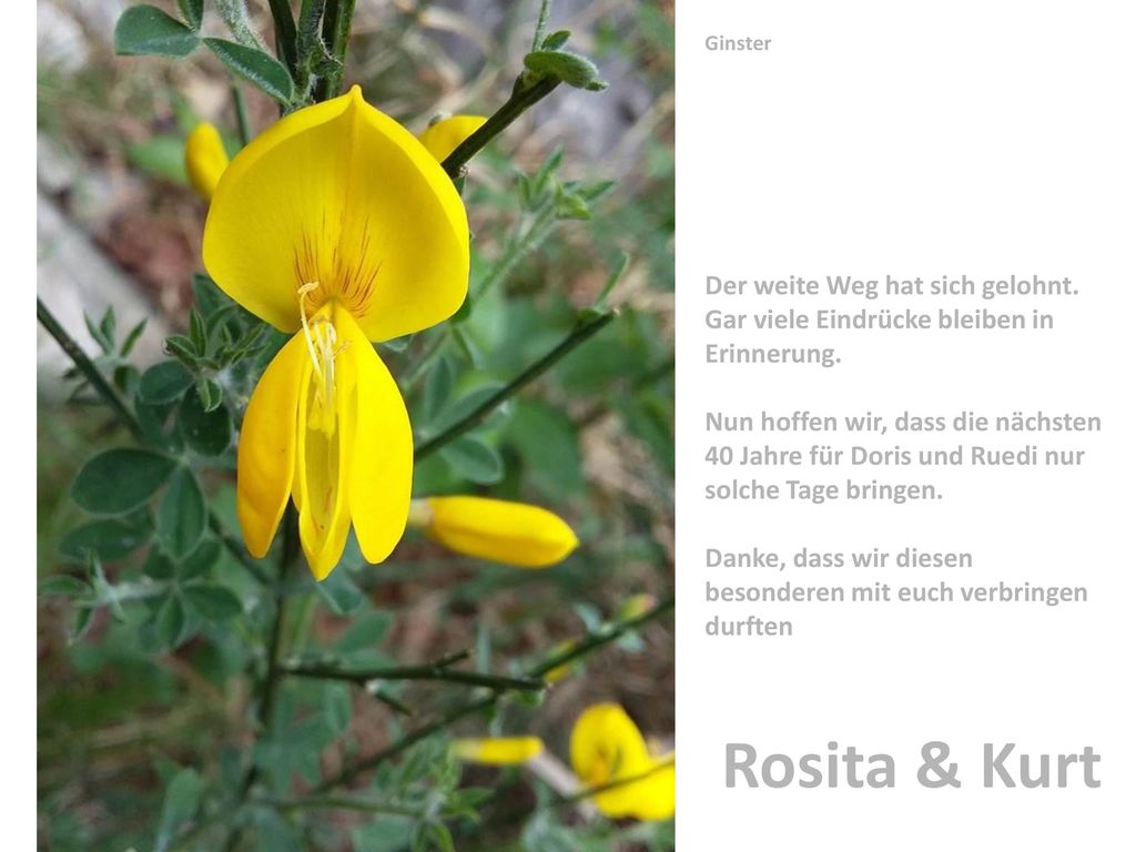 Ginster Der weite Weg hat sich gelohnt. Gar viele Eindrücke bleiben in Erinnerung.