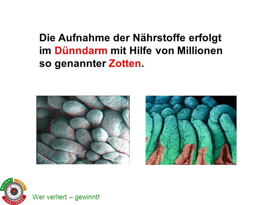 Die Aufnahme der Nährstoffe erfolgt im Dünndarm mit Hilfe von Millionen