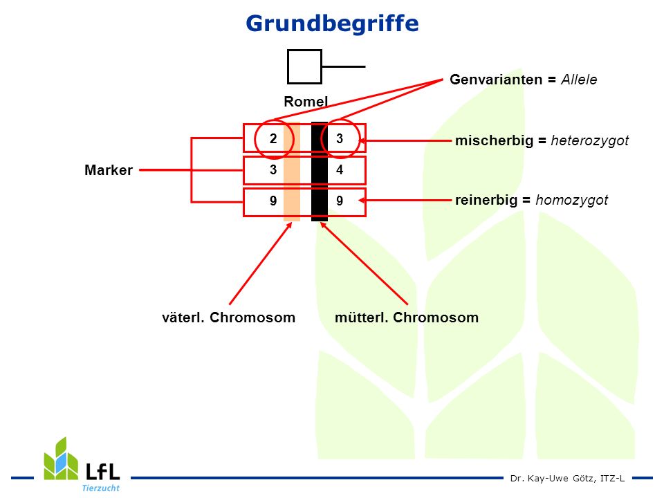 Grundbegriffe Romel Genvarianten = Allele Marker reinerbig = homozygot