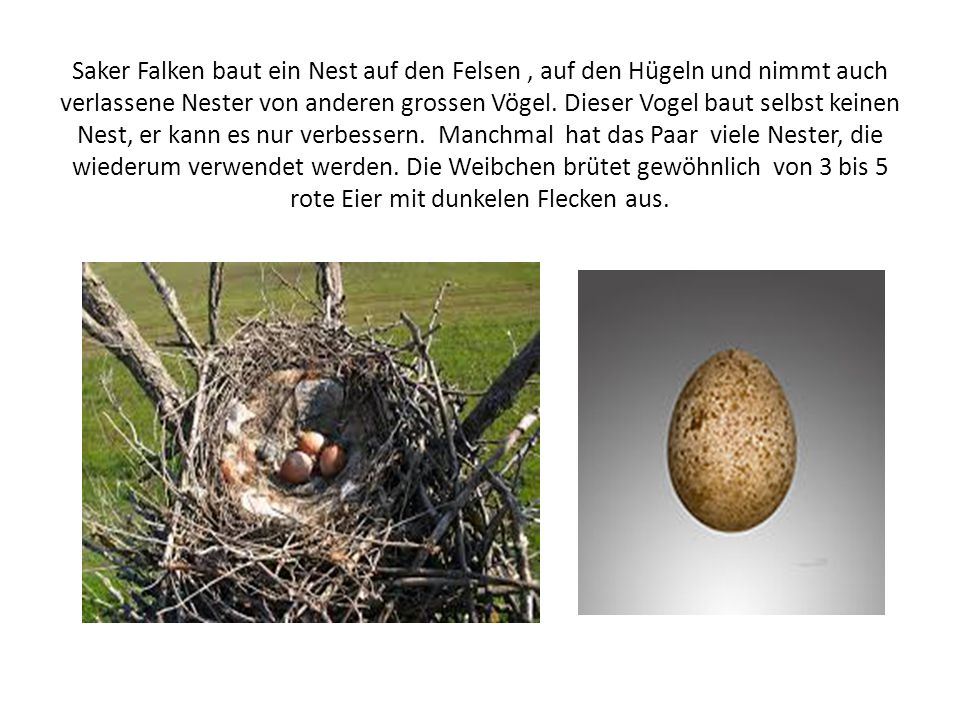 Saker Falken baut ein Nest auf den Felsen , auf den Hügeln und nimmt auch verlassene Nester von anderen grossen Vögel.