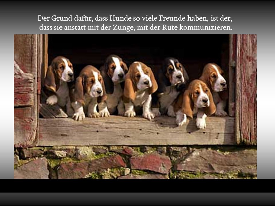 Der Grund dafür, dass Hunde so viele Freunde haben, ist der,