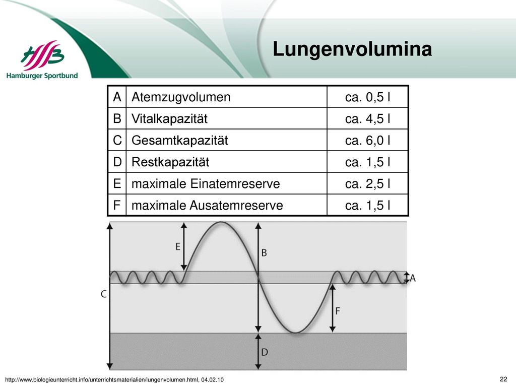 Lungenvolumina A Atemzugvolumen ca. 0,5 l B Vitalkapazität ca. 4,5 l C