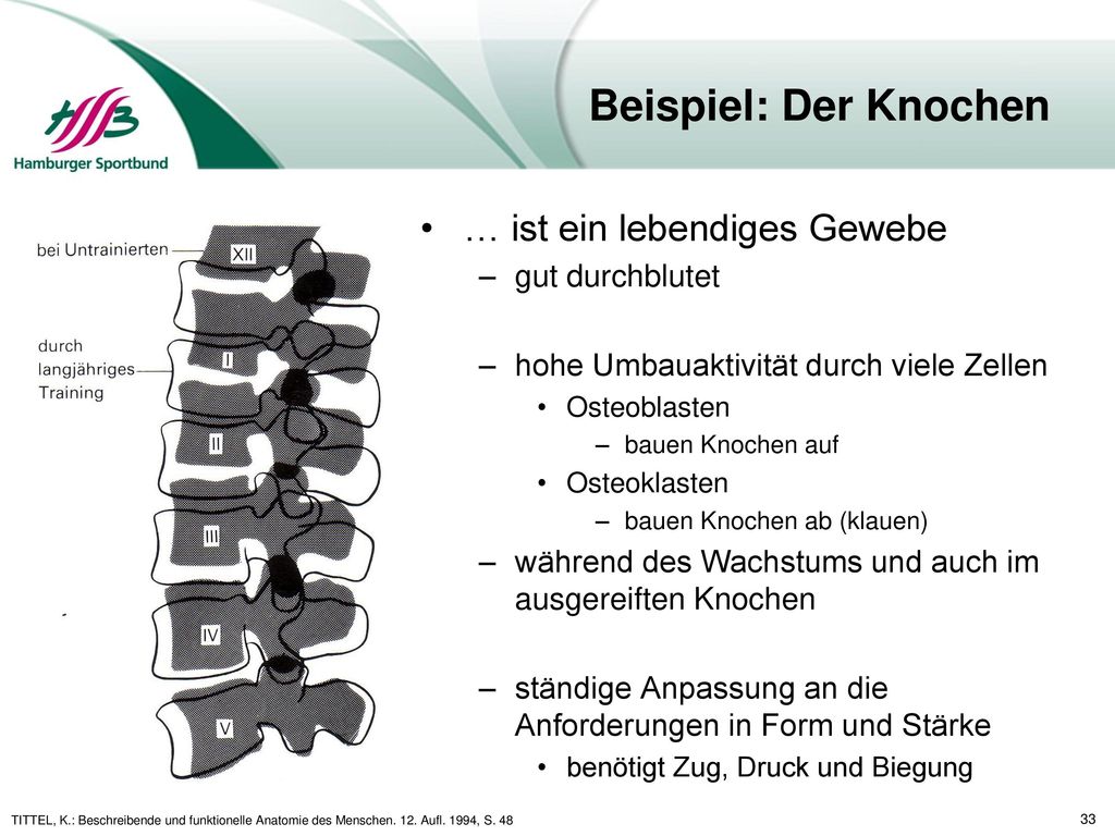 Beispiel: Der Knochen … ist ein lebendiges Gewebe gut durchblutet