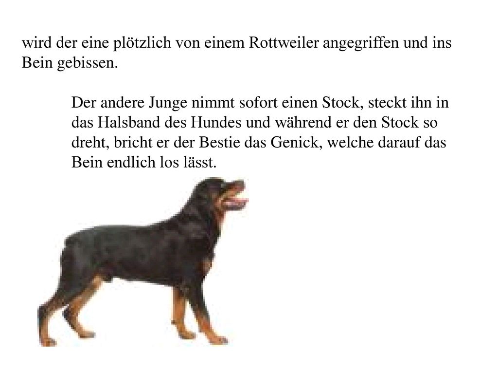 wird der eine plötzlich von einem Rottweiler angegriffen und ins Bein gebissen.