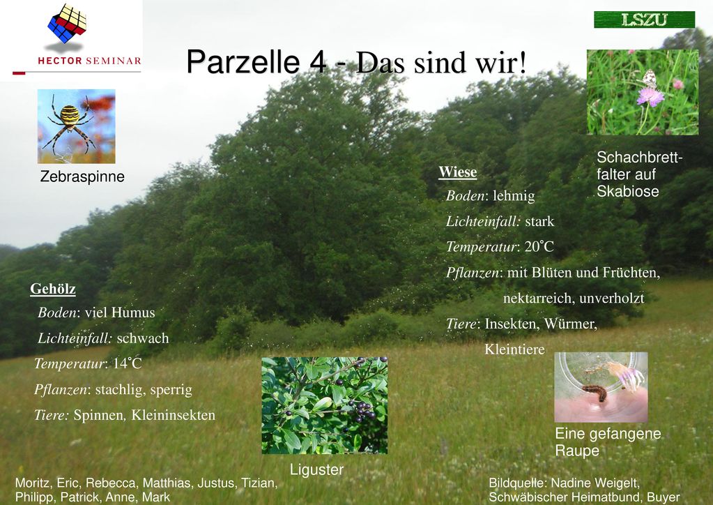 Parzelle 4 - Das sind wir! Schachbrett-falter auf Skabiose Wiese