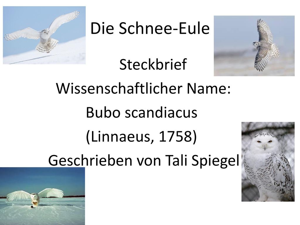 Die Schnee-Eule Steckbrief Wissenschaftlicher Name: Bubo scandiacus (Linnaeus, 1758) Geschrieben von Tali Spiegel