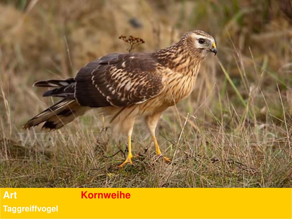 Art Kornweihe Taggreiffvogel
