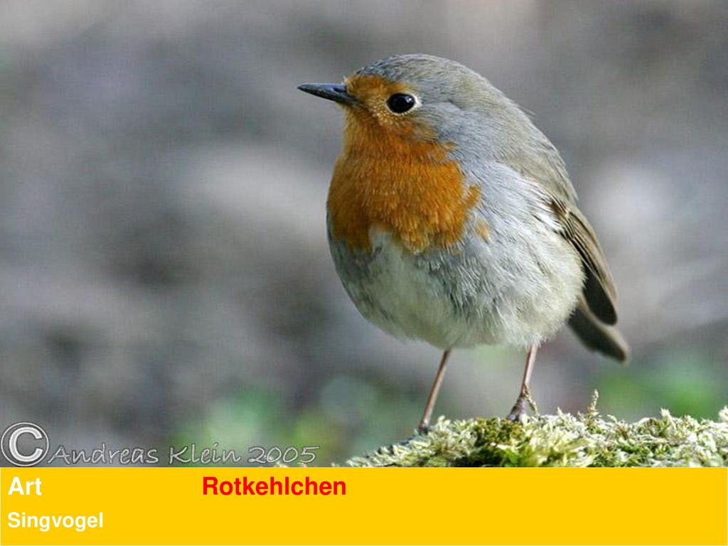 Art Rotkehlchen Singvogel