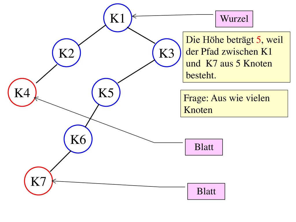 K1 Wurzel. Die Höhe beträgt 5, weil der Pfad zwischen K1 und K7 aus 5 Knoten besteht. K2. K3. K4.