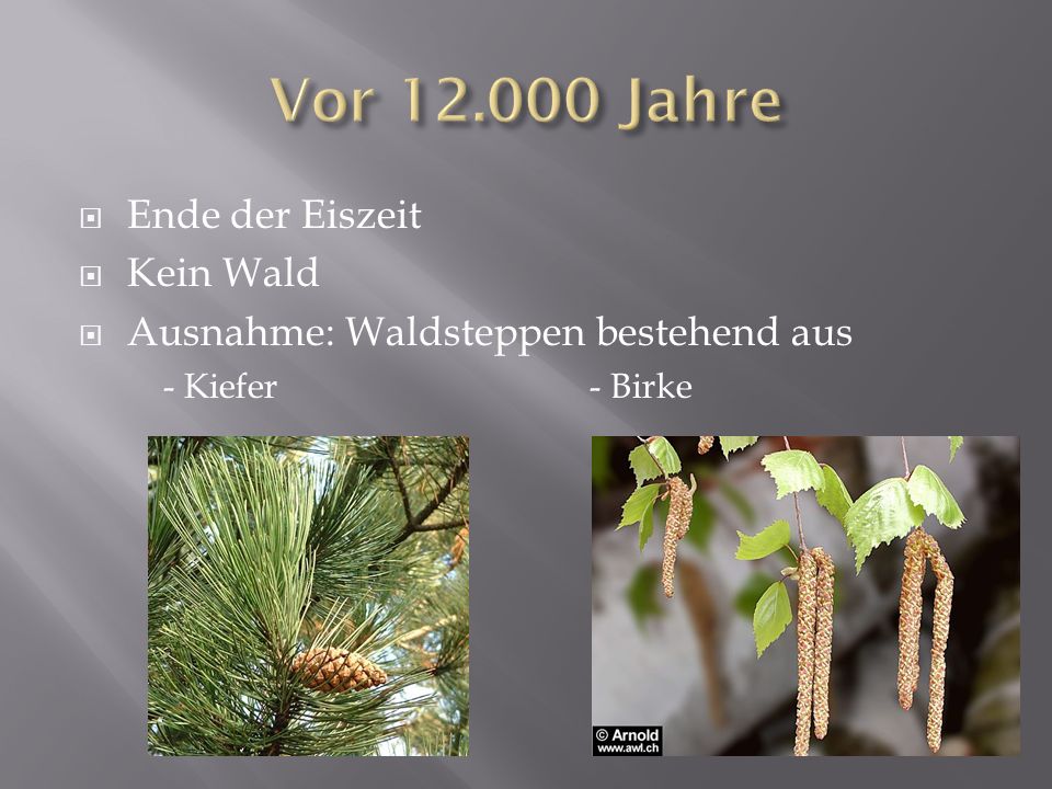 Vor Jahre Ende der Eiszeit Kein Wald