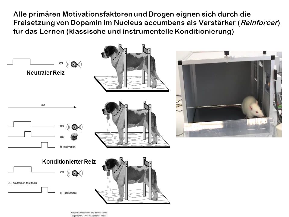 Alle primären Motivationsfaktoren und Drogen eignen sich durch die