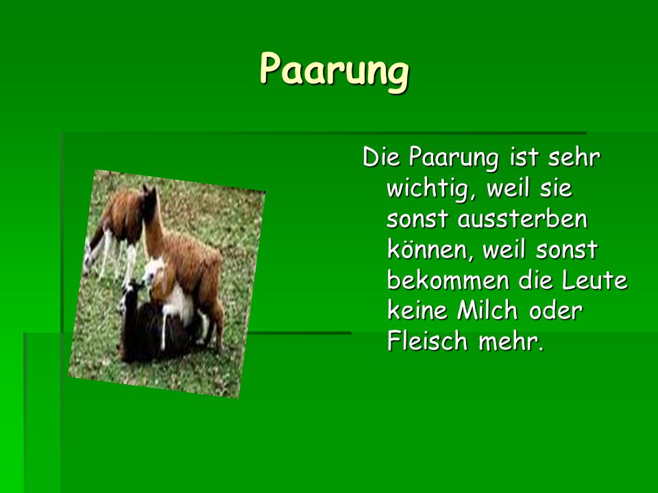 Paarung Die Paarung ist sehr wichtig, weil sie sonst aussterben können, weil sonst bekommen die Leute keine Milch oder Fleisch mehr.