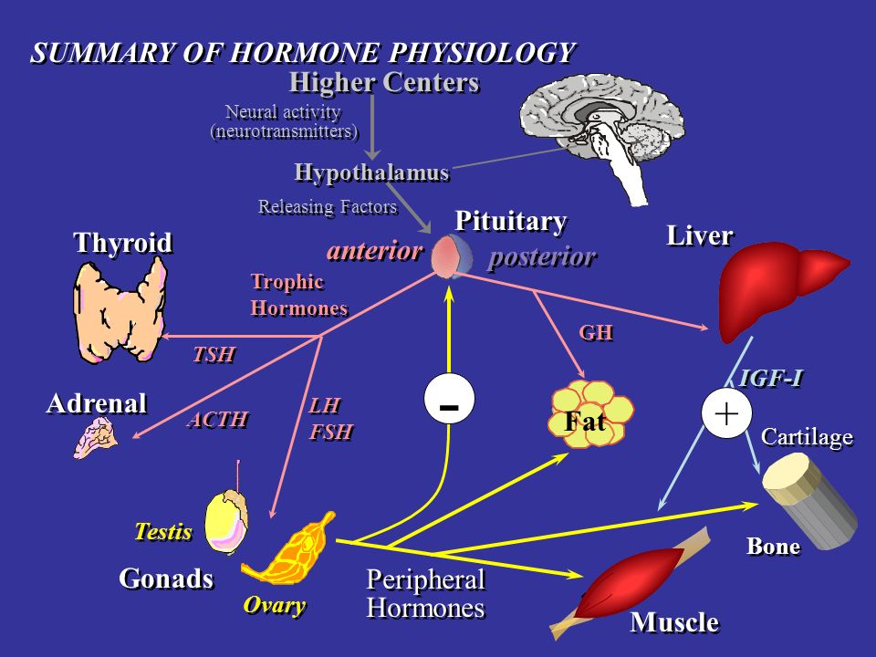 - + SUMMARY OF HORMONE PHYSIOLOGY Higher Centers Pituitary Liver