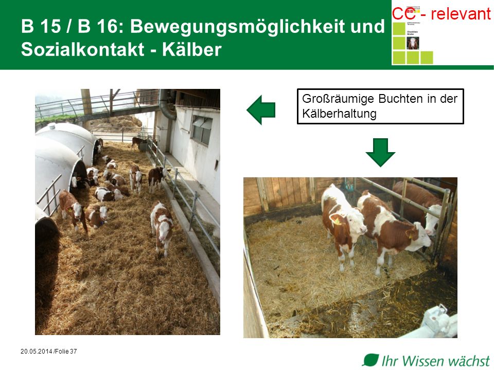 B 15 / B 16: Bewegungsmöglichkeit und Sozialkontakt - Kälber