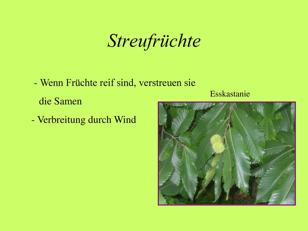 Streufrüchte - Wenn Früchte reif sind, verstreuen sie die Samen