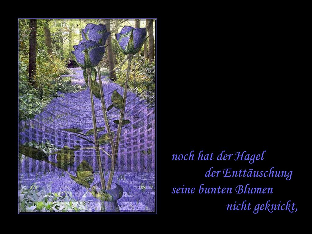 noch hat der Hagel der Enttäuschung seine bunten Blumen nicht geknickt,
