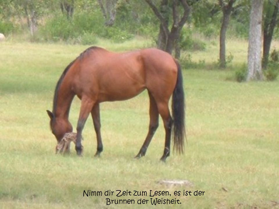Nimm dir Zeit zum Lesen, es ist der Brunnen der Weisheit.