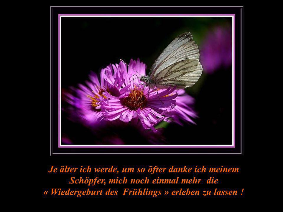 Je älter ich werde, um so öfter danke ich meinem Schöpfer, mich noch einmal mehr die « Wiedergeburt des Frühlings » erleben zu lassen !