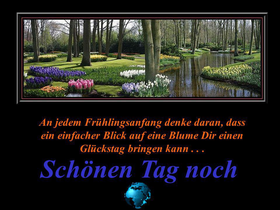 An jedem Frühlingsanfang denke daran, dass ein einfacher Blick auf eine Blume Dir einen Glückstag bringen kann . . .