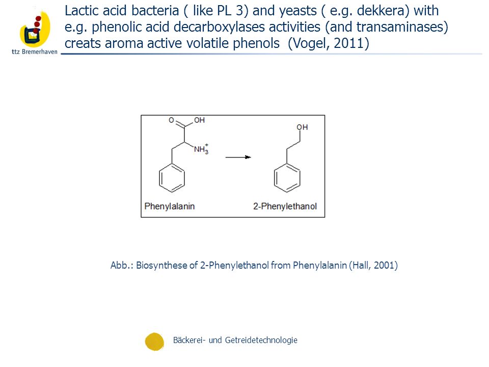 Lactic acid bacteria ( like PL 3) and yeasts ( e.g. dekkera) with e.g. phenolic acid decarboxylases activities (and transaminases) creats aroma active volatile phenols (Vogel, 2011)