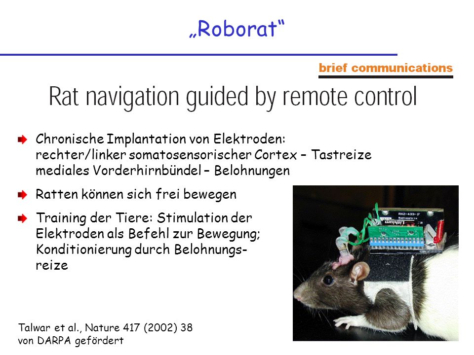 „Roborat Chronische Implantation von Elektroden: rechter/linker somatosensorischer Cortex – Tastreize mediales Vorderhirnbündel – Belohnungen.