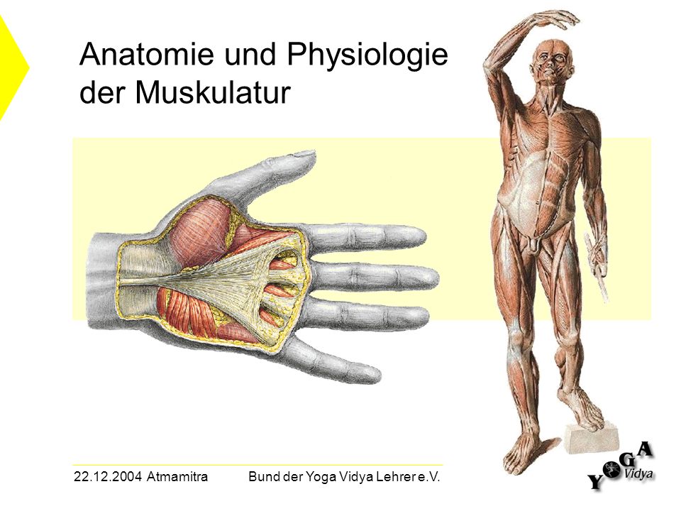 Anatomie und Physiologie der Muskulatur